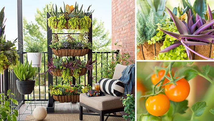 small-space-balcony-garden-102804222-hero