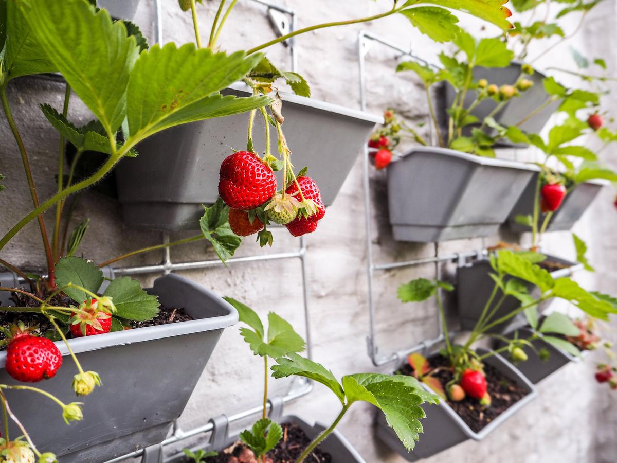 An ever-bearing variety of strawberry will provide a longer harvest season. Be sure to add plenty of compost.