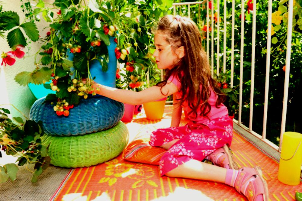 Picking-Strawberries1