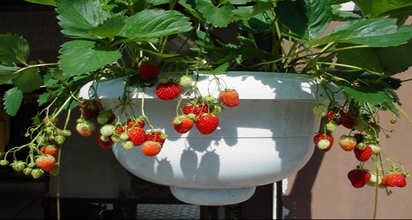 This-Year-Grow-Your-Own-Strawberries-On-Your-BalconyFollow-These-Steps-And-You-Will-Definitely-Succeed