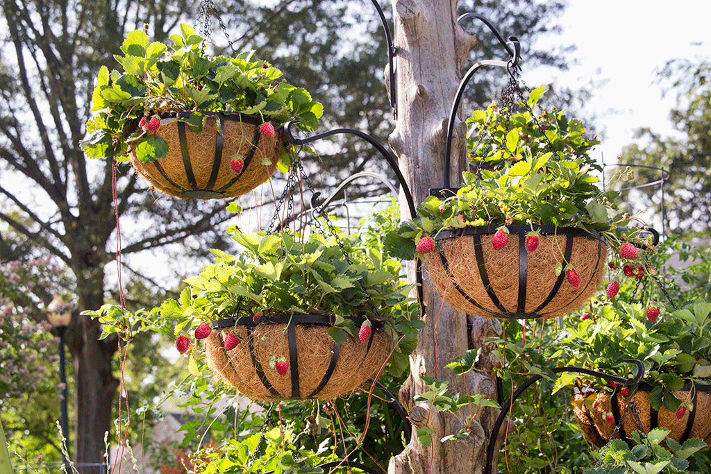 strawberry-basket-tree-horiz-web