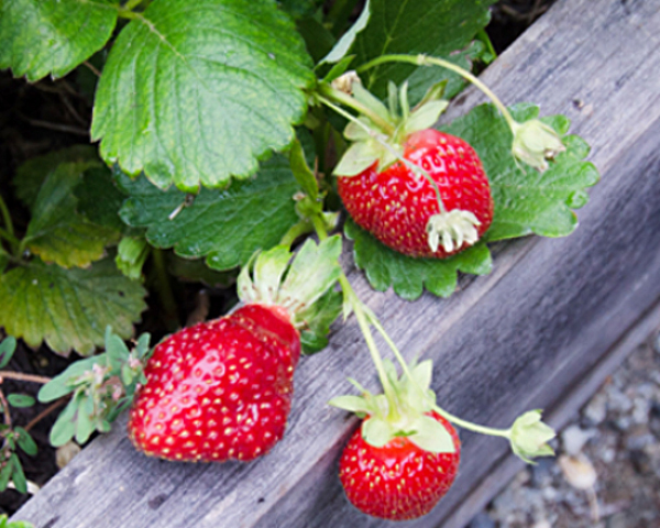 three-strawberries-hanging-on-edge-of-bed_DSC26811