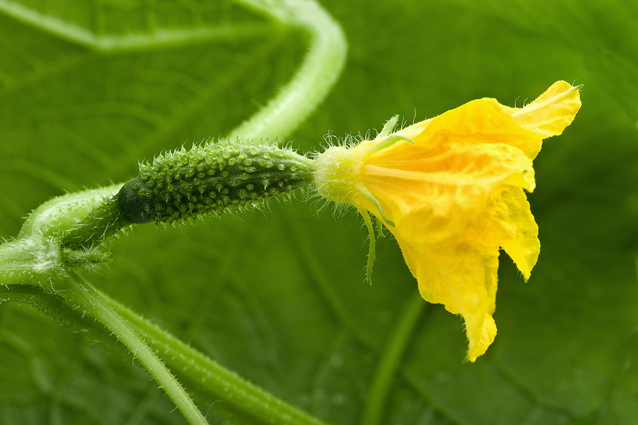 Cucumber-flower1